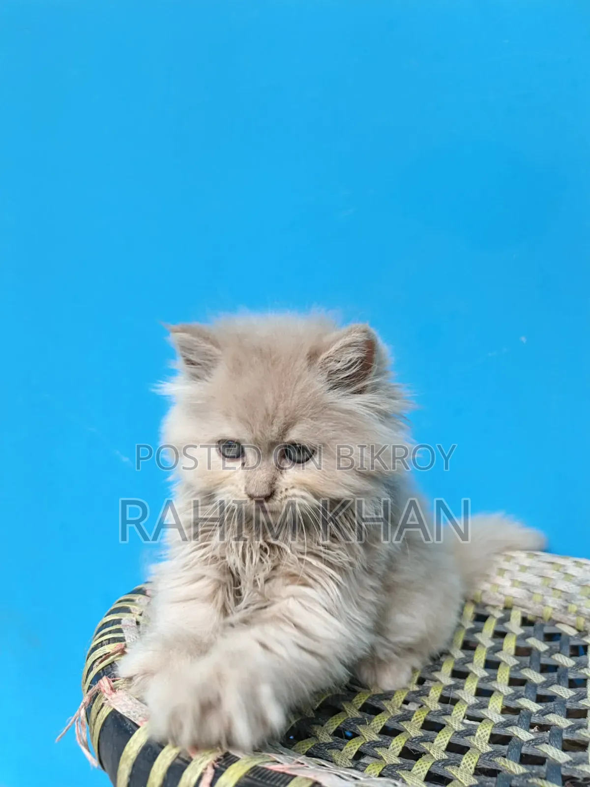 1-3 Months Male Purebred Persian
