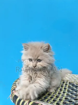 1-3 Months Male Purebred Persian