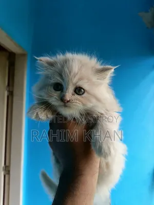 1-3 Months Male Purebred Persian