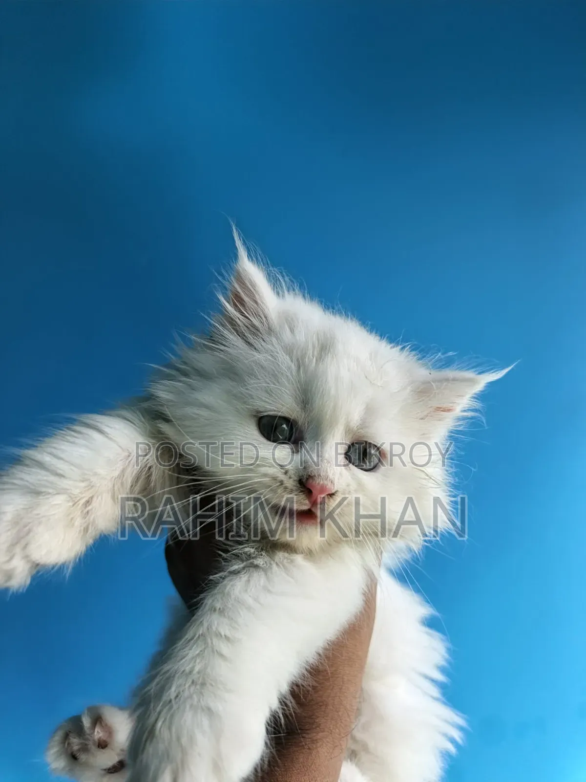 1-3 Months Male Purebred Persian