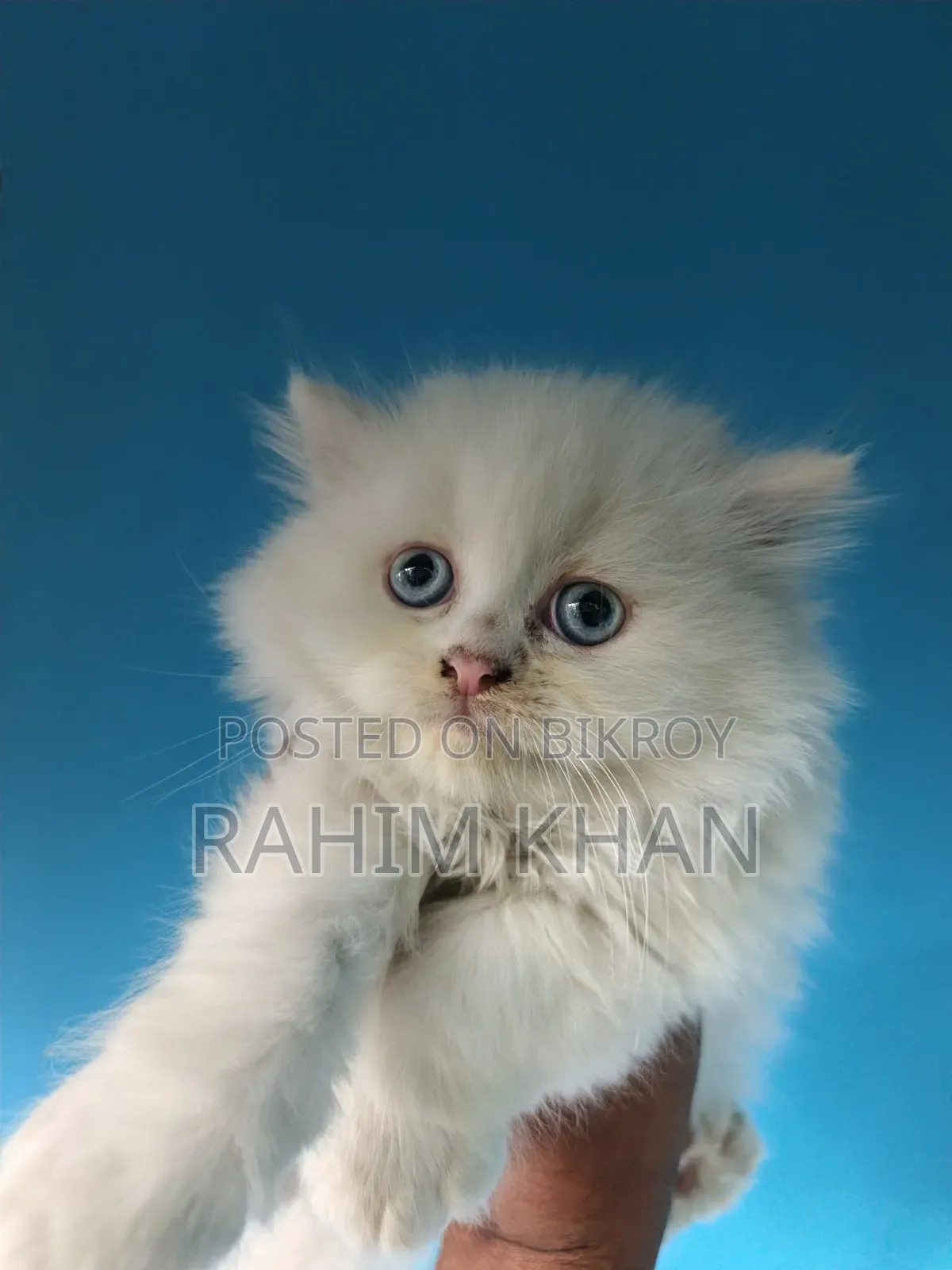 1-3 Months Male Purebred Persian