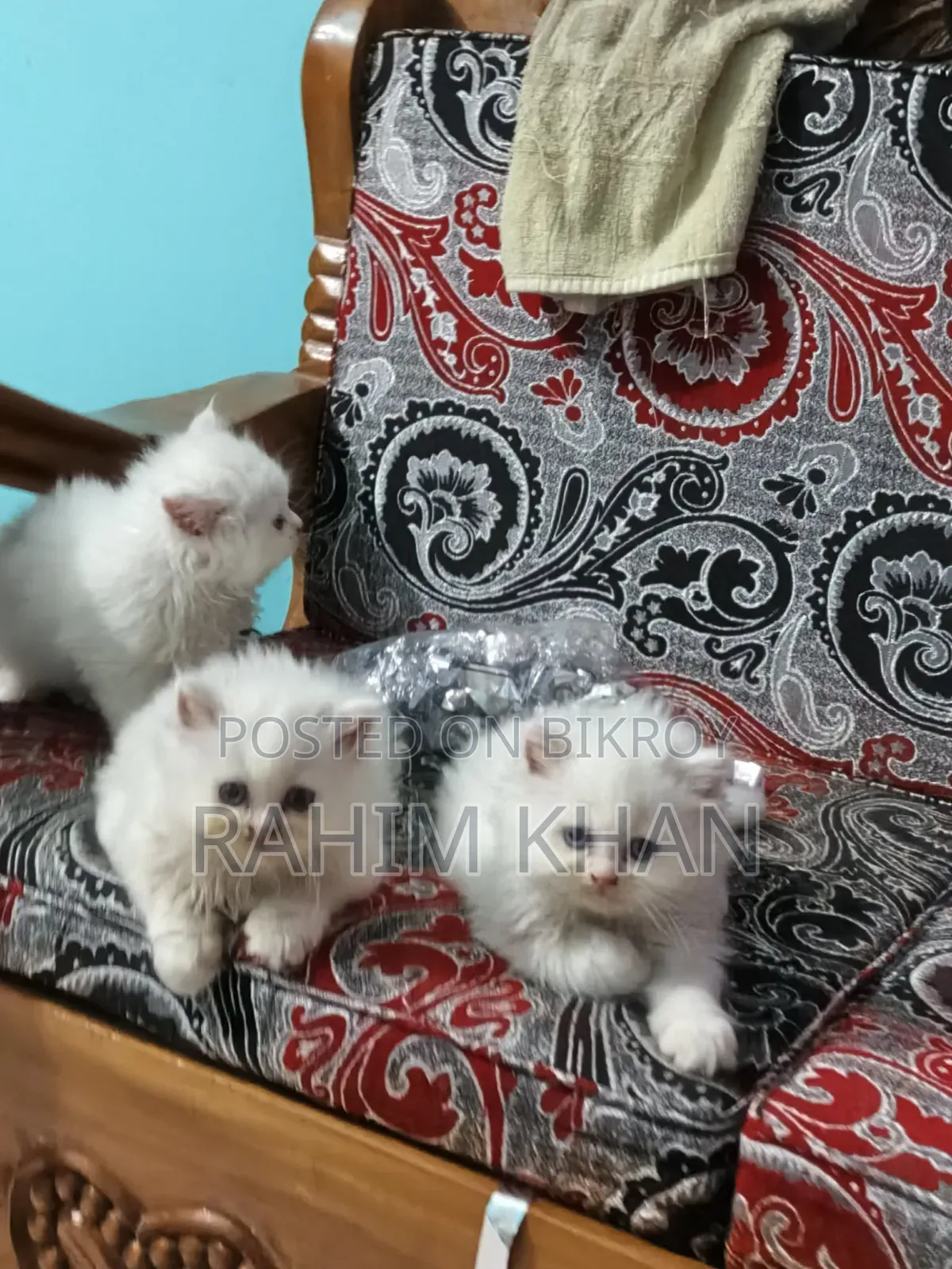 1-3 Months Male Purebred Persian