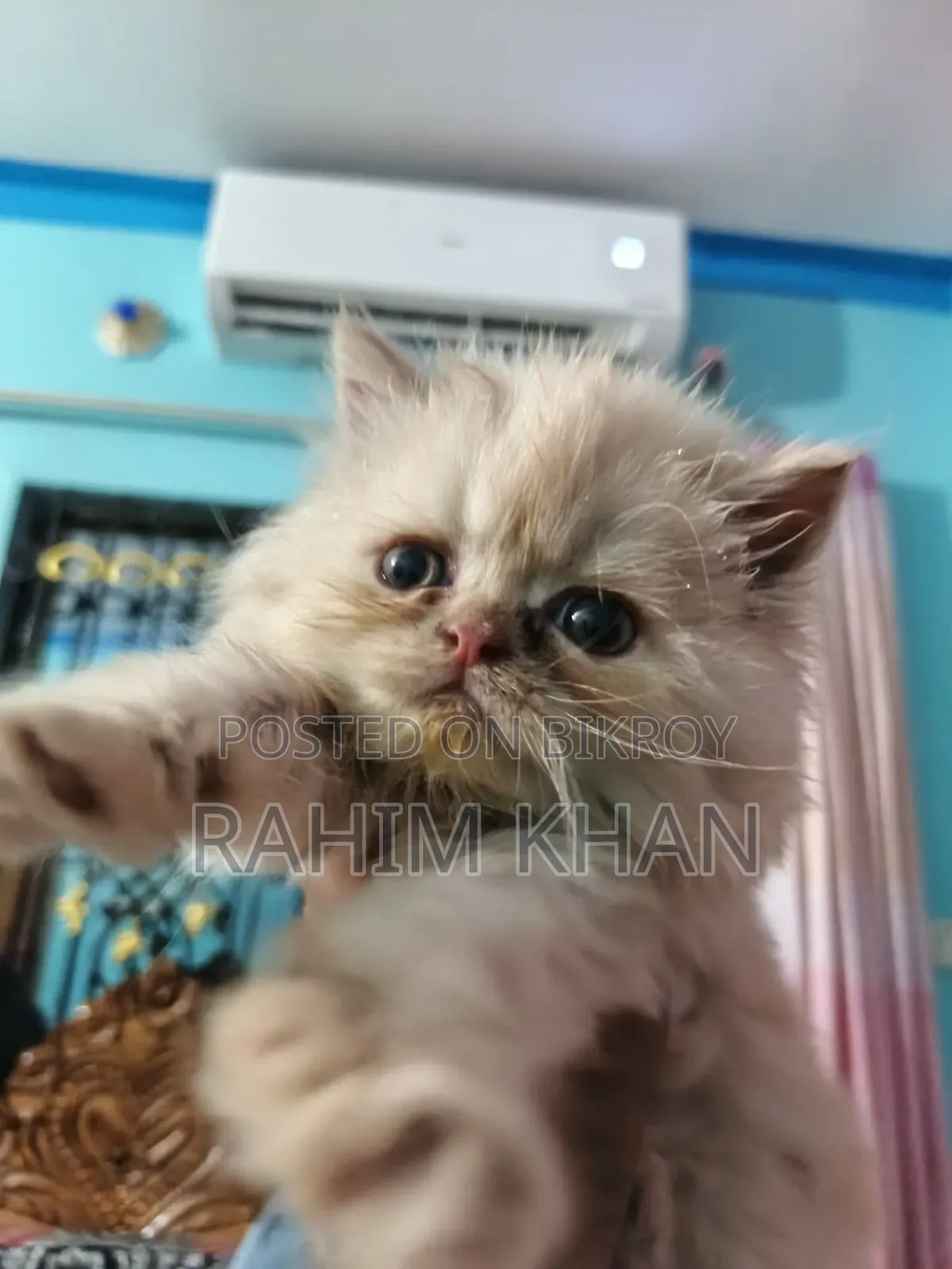 1-3 Months Male Purebred Persian