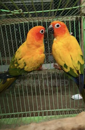 Sun Conure Breeding Pair with Papers