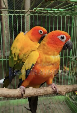 Sun Conure Breeding Pair with Papers