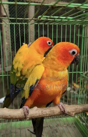 Sun Conure Breeding Pair with Papers