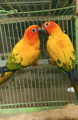Sun Conure Breeding Pair with Papers