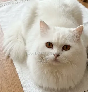 6-12 Months Male Purebred Persian Cat