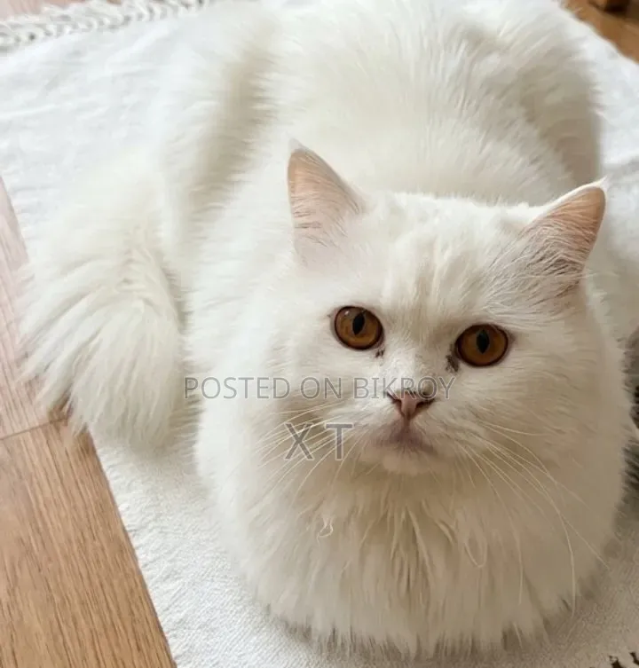 6-12 Months Male Purebred Persian Cat