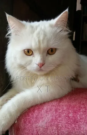 6-12 Months Male Purebred Persian Cat