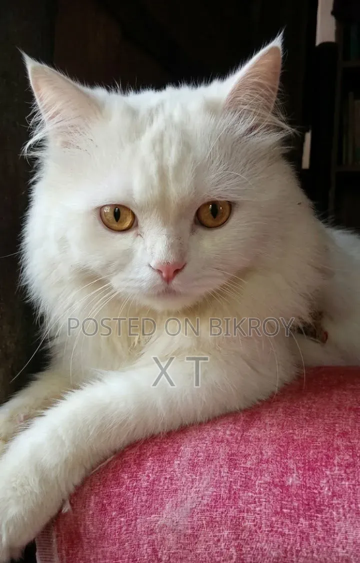6-12 Months Male Purebred Persian Cat