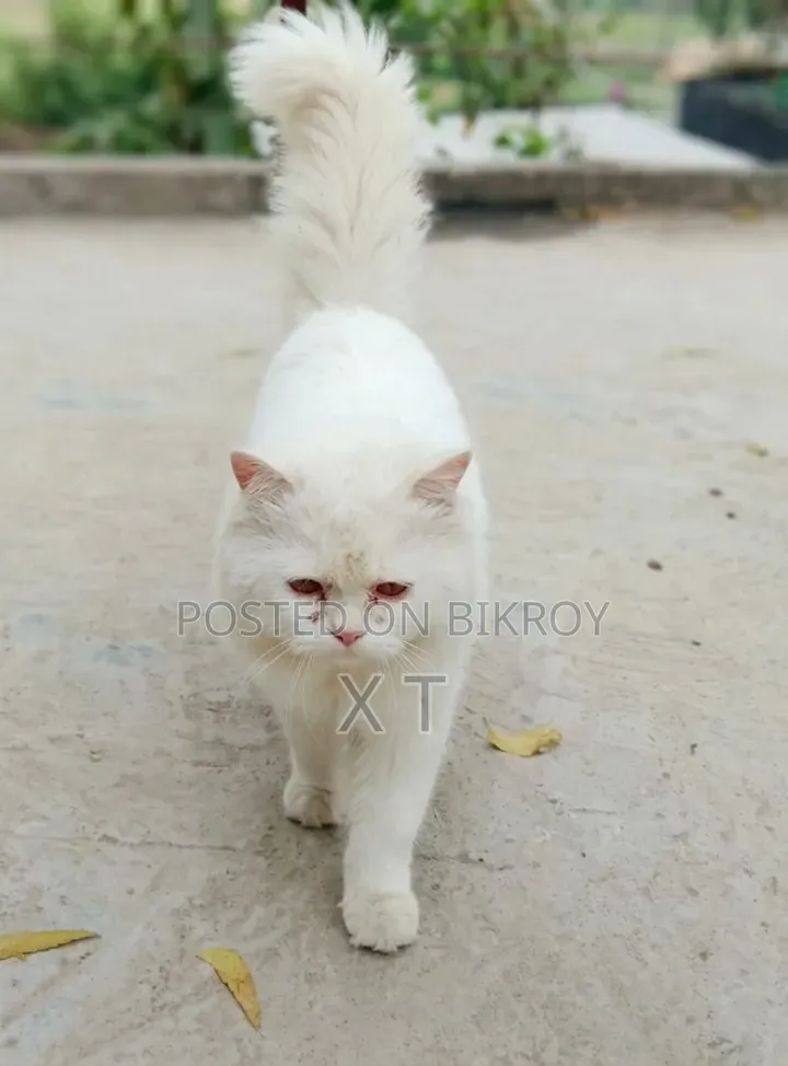 6-12 Months Male Purebred Persian Cat