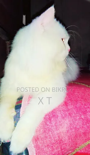 6-12 Months Male Purebred Persian Cat