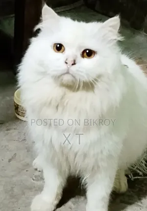6-12 Months Male Purebred Persian Cat
