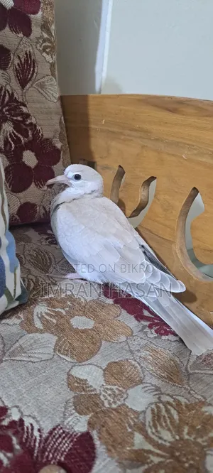 Australian Dove for Sale