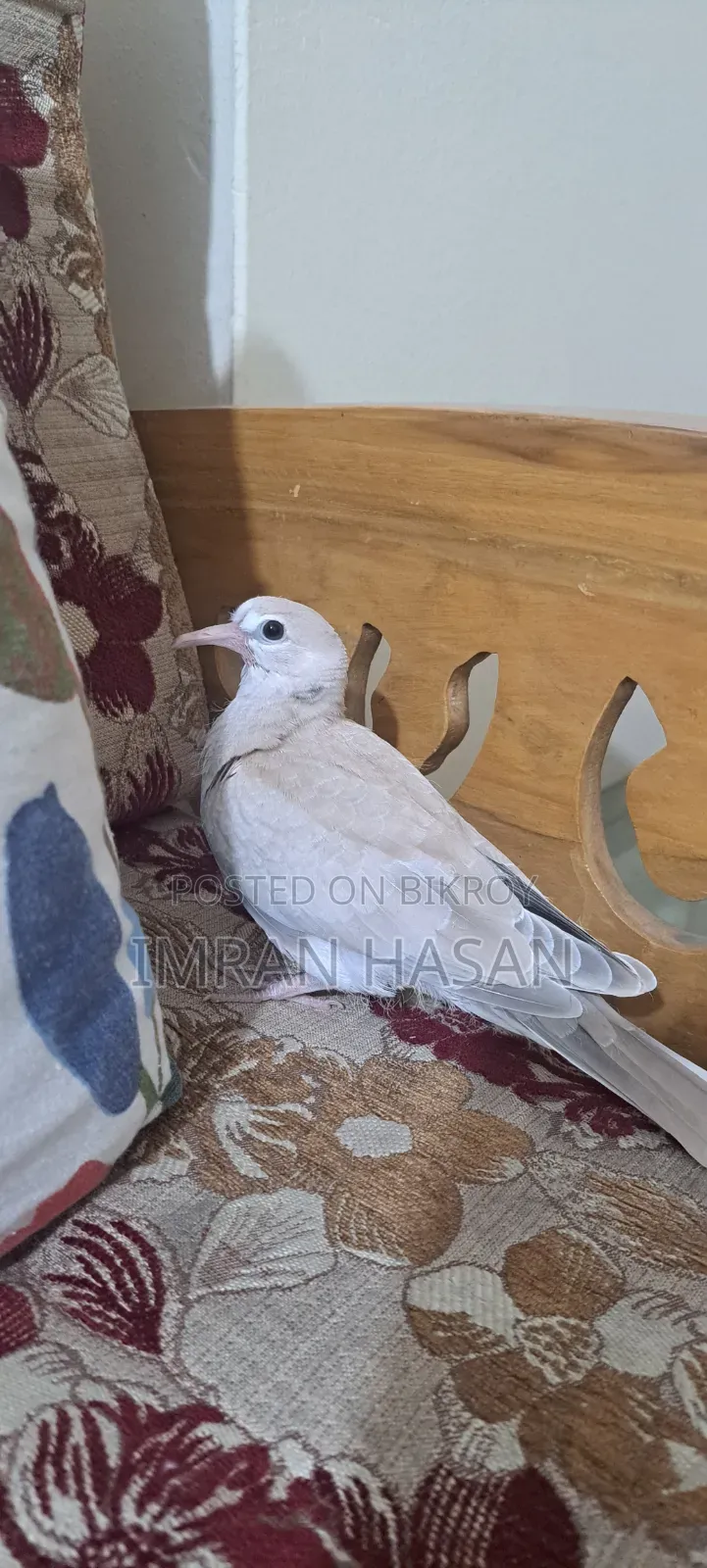 Australian Dove for Sale
