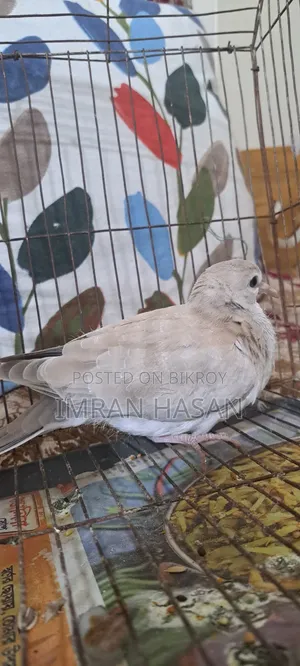 Australian Dove for Sale