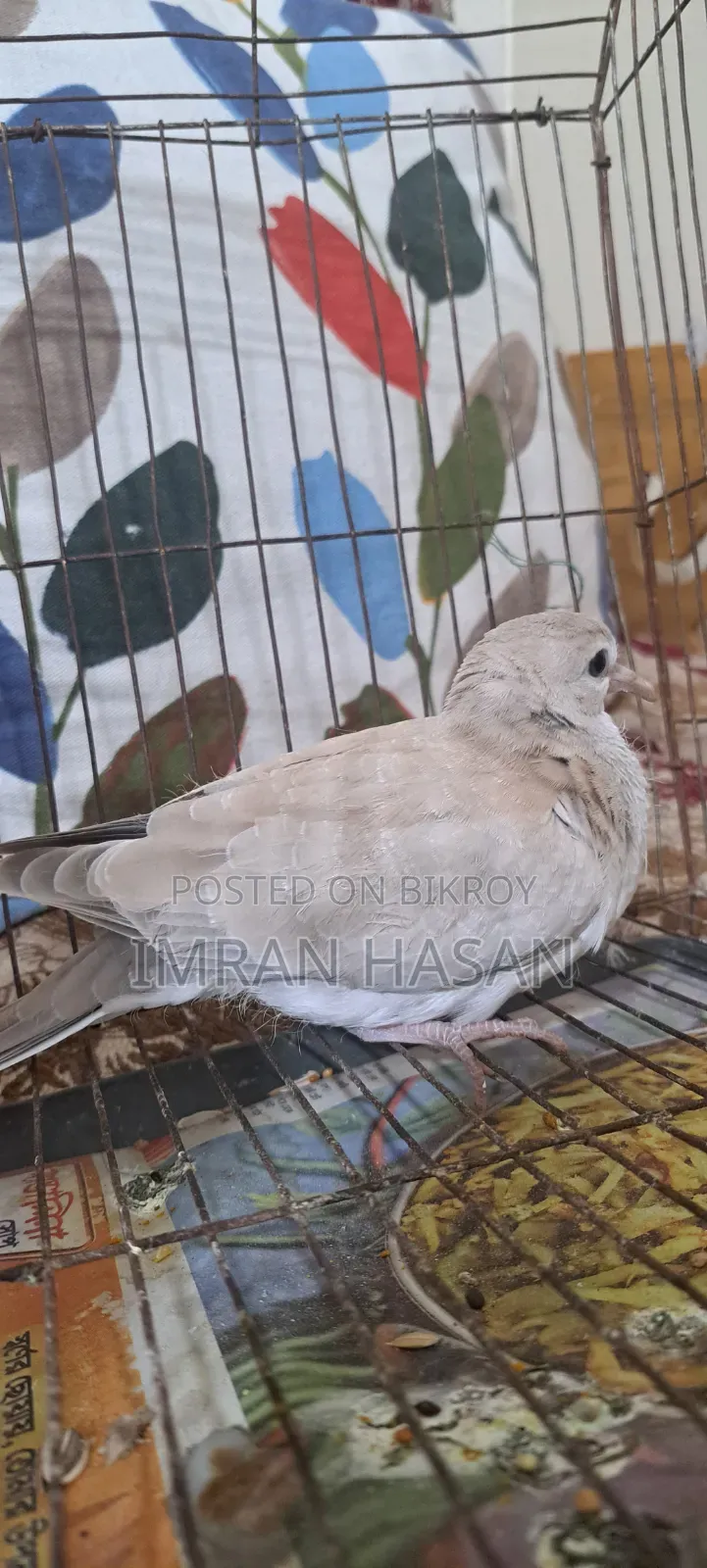 Australian Dove for Sale