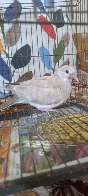 Australian Dove for Sale