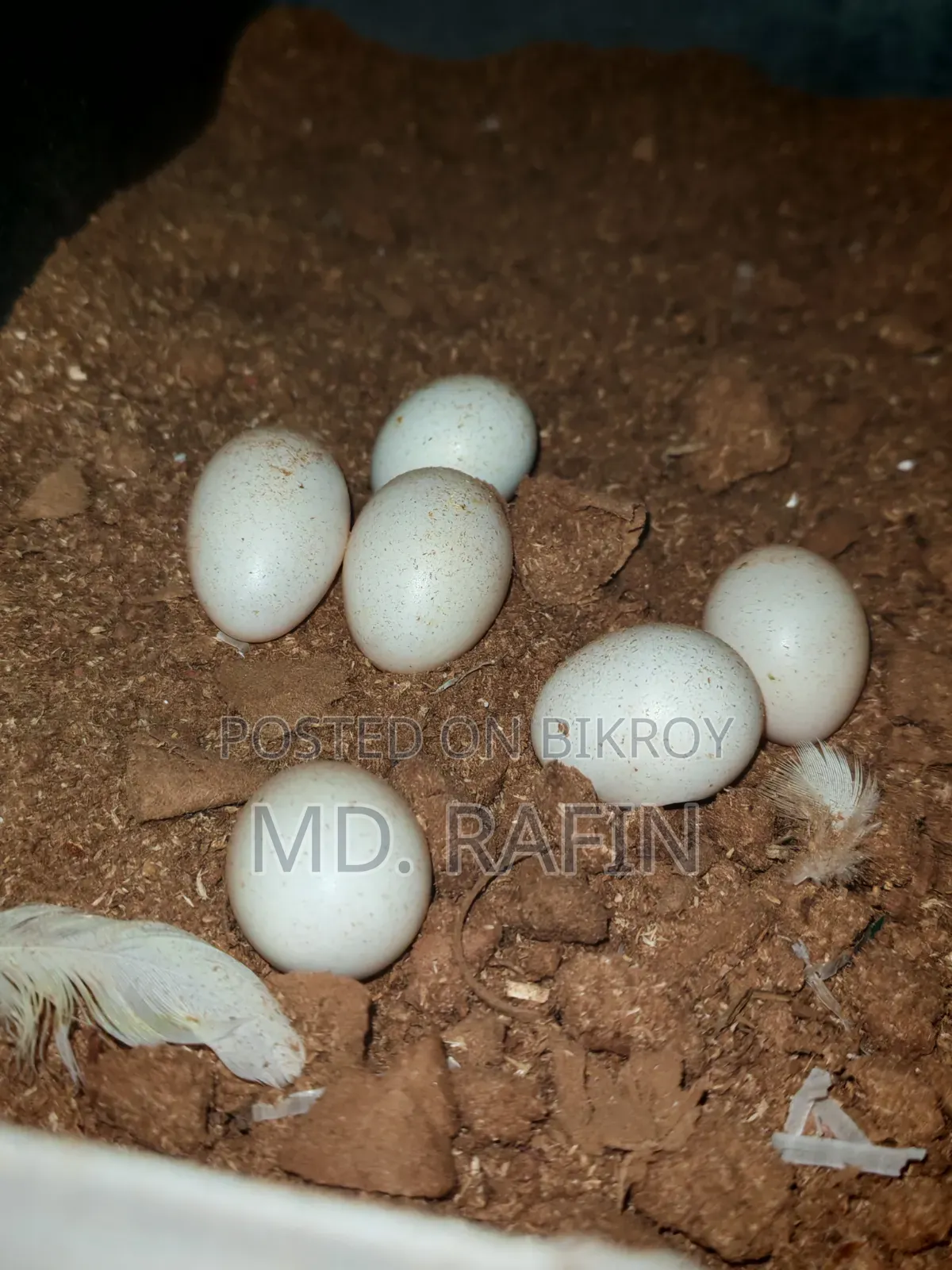 ৩ পিস ককাটেল পাখির সেট ডিমসহ। ২ ফিমেল ১ মেল