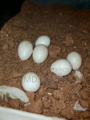 ৩ পিস ককাটেল পাখির সেট ডিমসহ। ২ ফিমেল ১ মেল