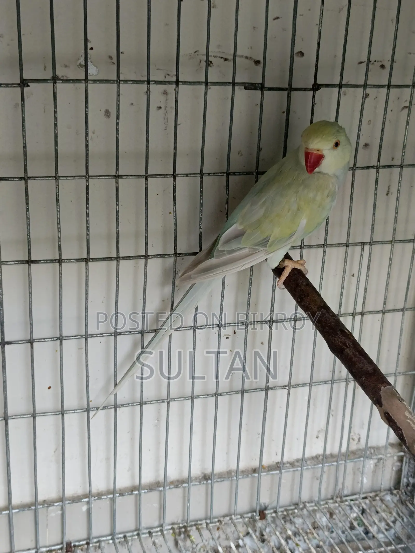 Indigo Pallid Female