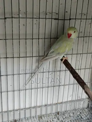 Indigo Pallid Female