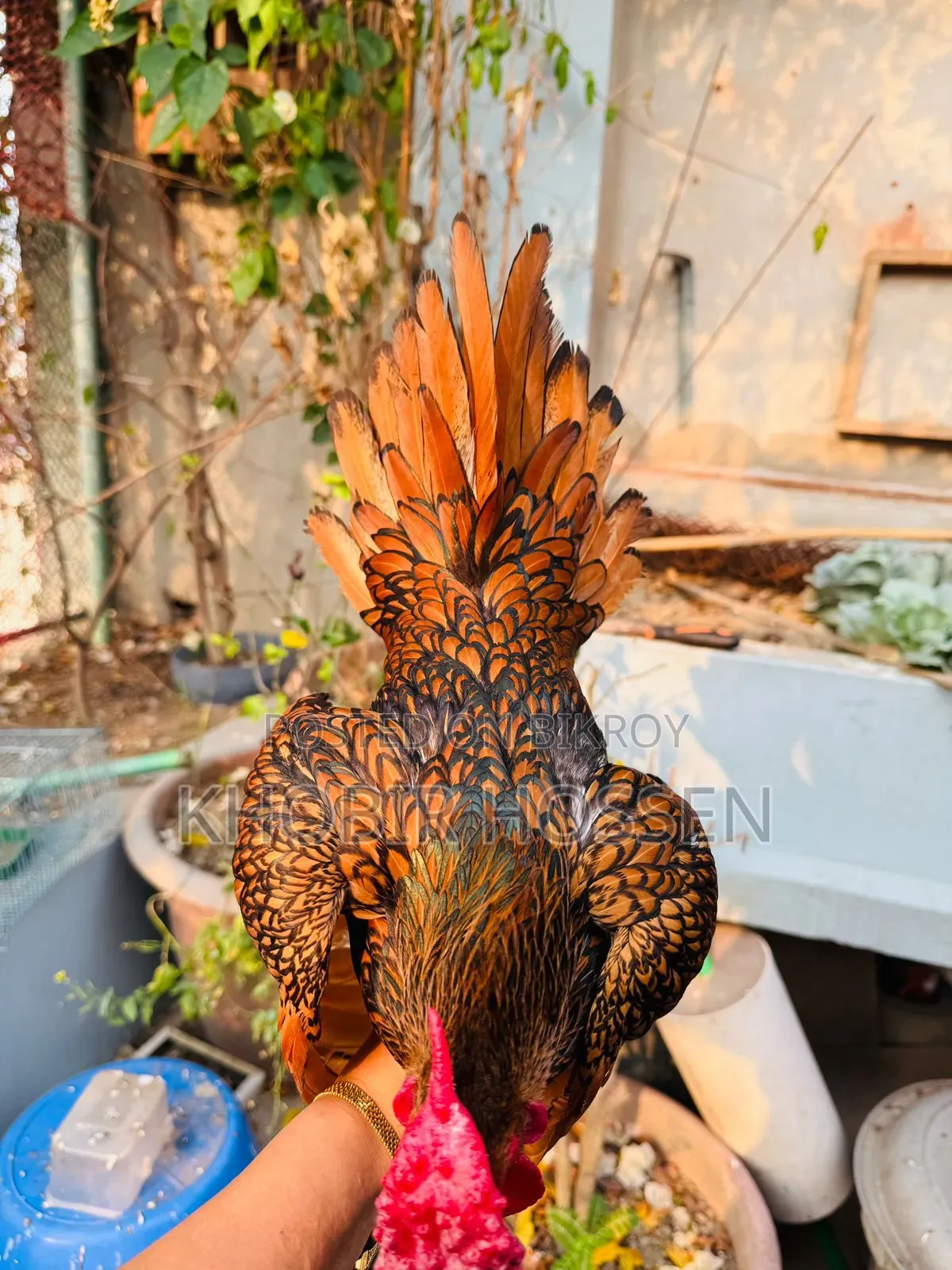 গোল্ডেন সেব্রাইট মুরগি গুণগত মানে সবার সেরা