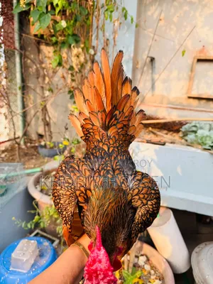 গোল্ডেন সেব্রাইট মুরগি গুণগত মানে সবার সেরা