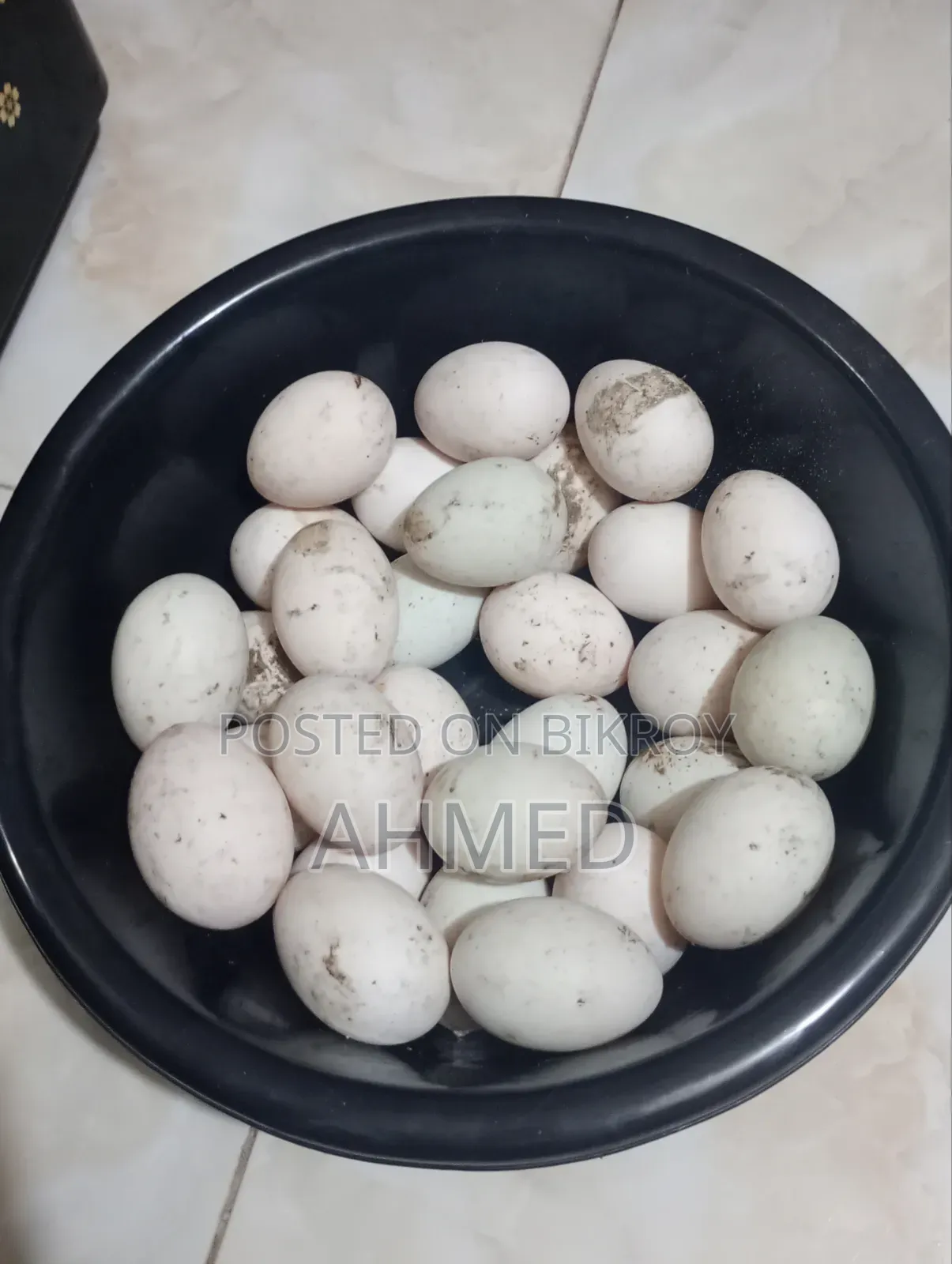 Khaki Campbell Duck Hatching Eggs