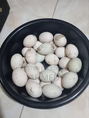 খাকি কেম্বেল হাস এর বিজ ডিম