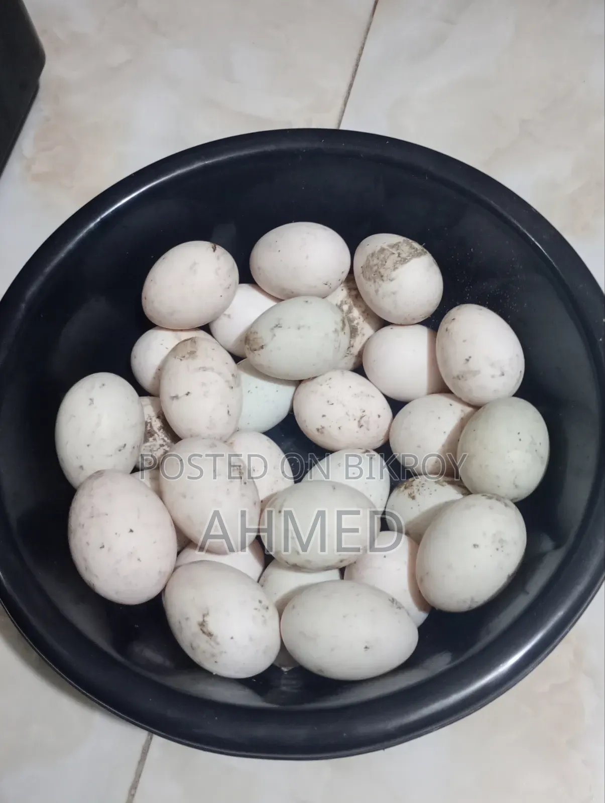 Khaki Campbell Duck Hatching Eggs