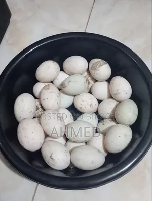 Khaki Campbell Duck Hatching Eggs