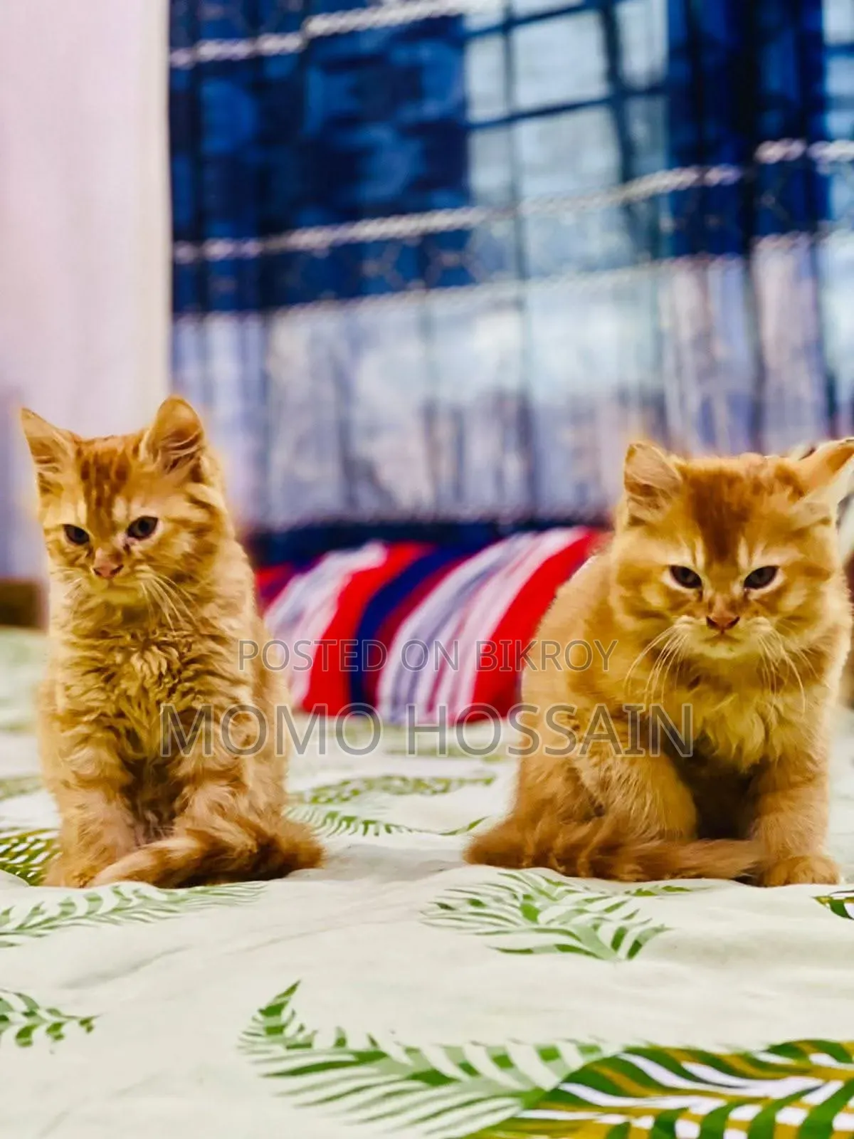 1-3 Months Female Purebred Persian