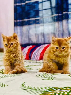 1-3 Months Female Purebred Persian