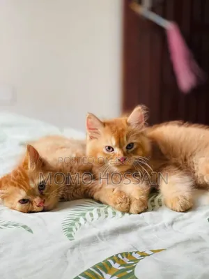 1-3 Months Female Purebred Persian