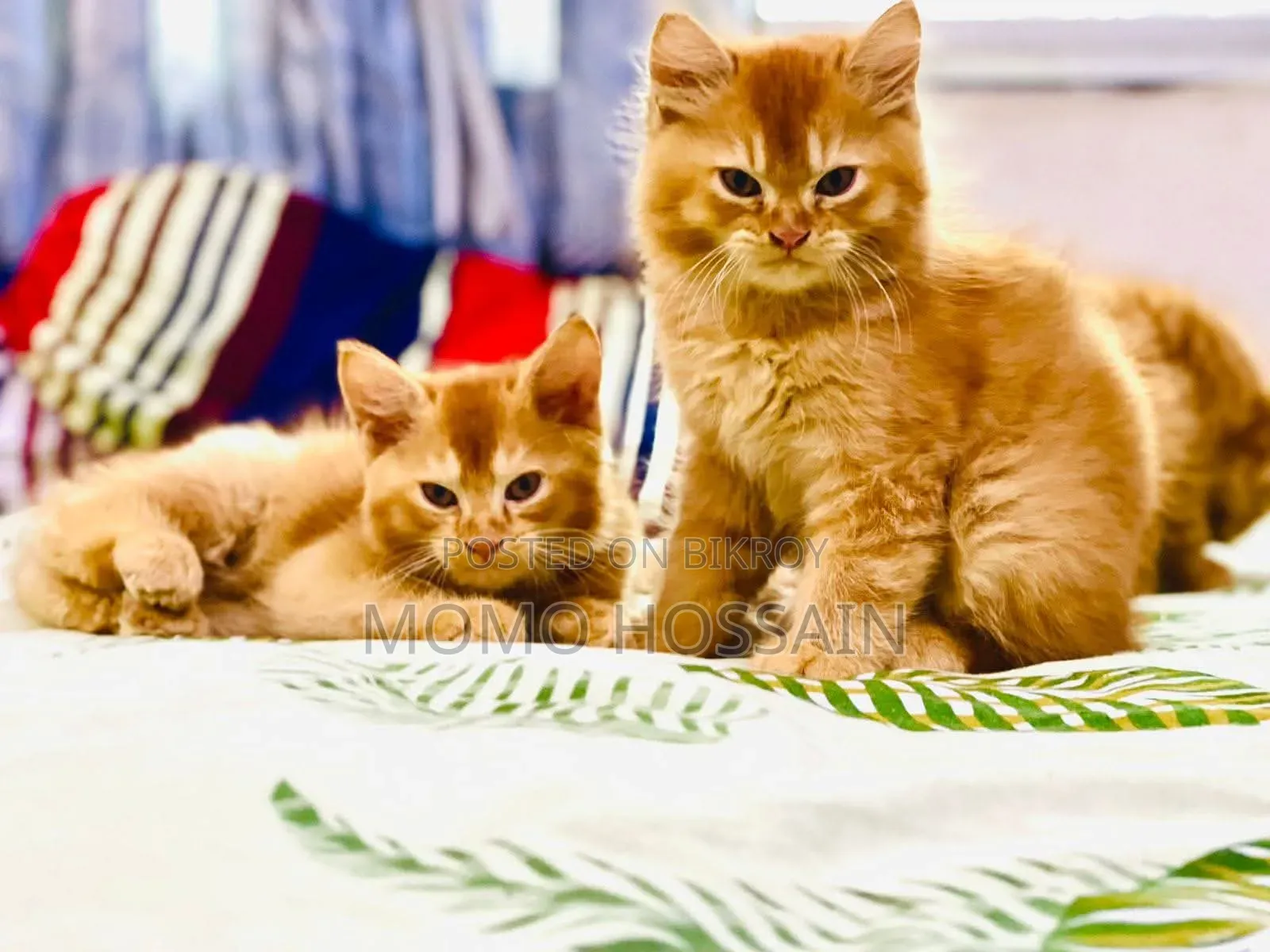 1-3 Months Female Purebred Persian