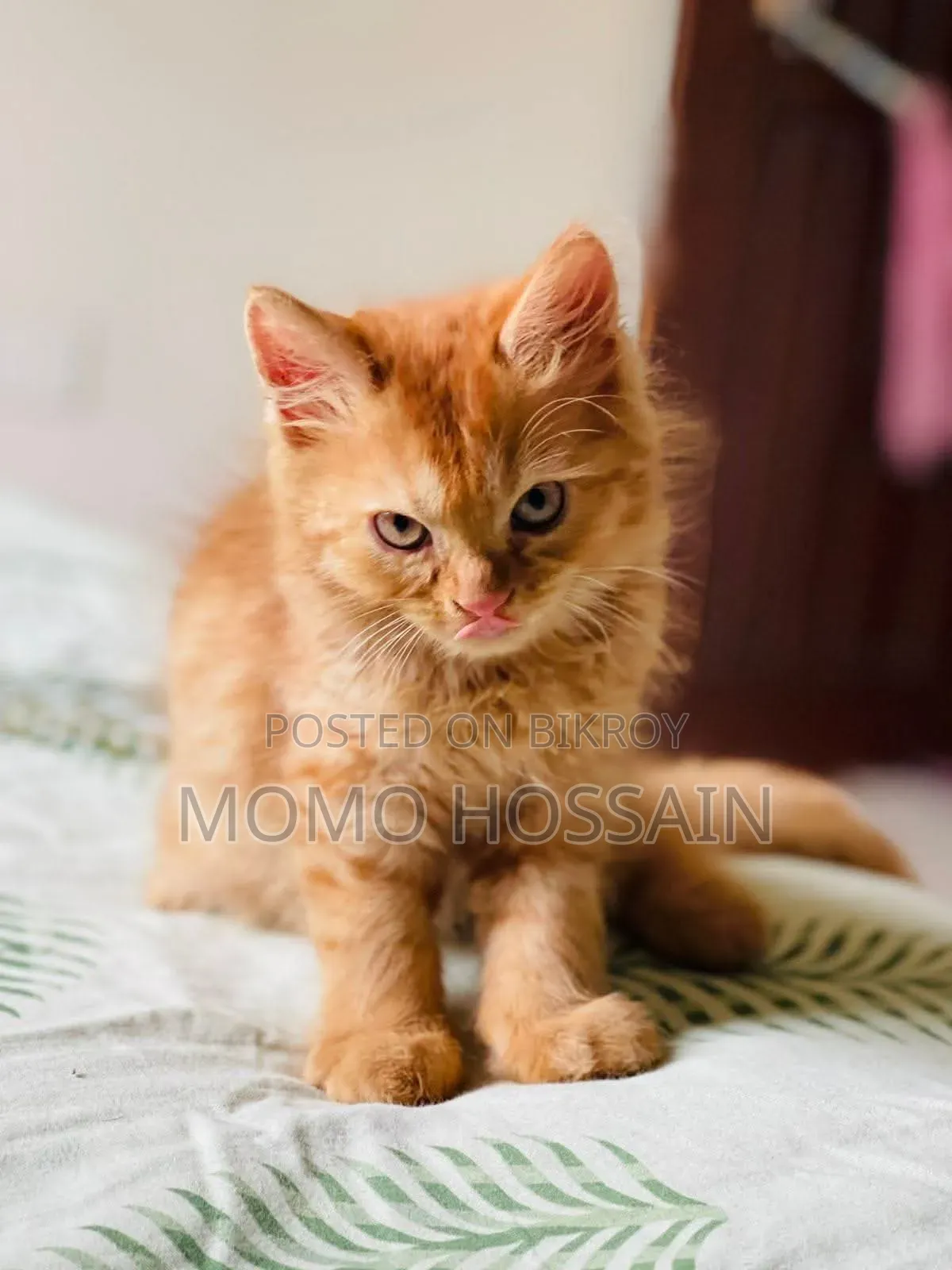 1-3 Months Female Purebred Persian