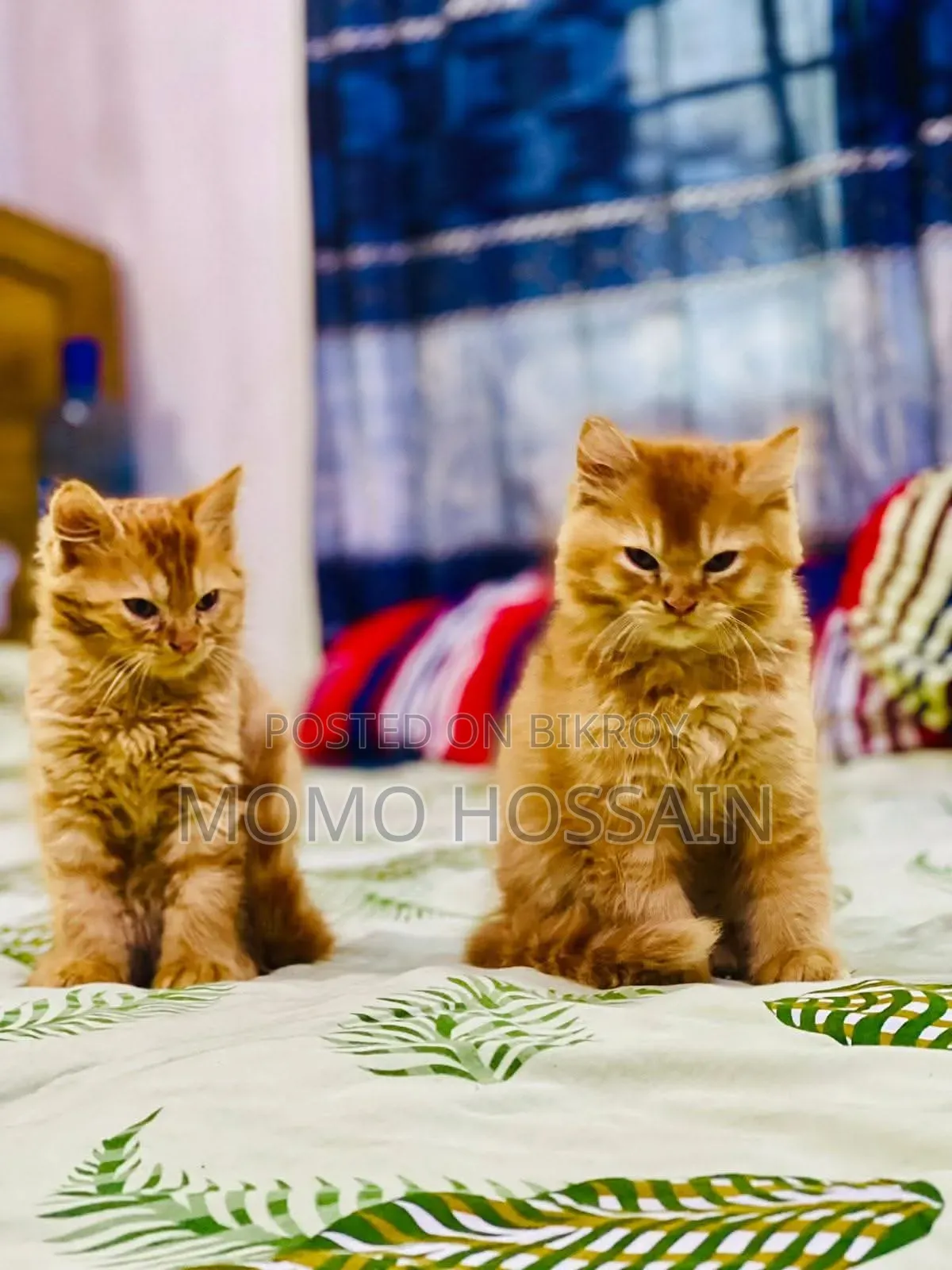 1-3 Months Female Purebred Persian