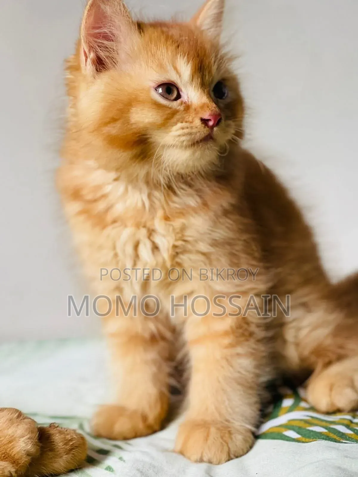 1-3 Months Female Purebred Persian