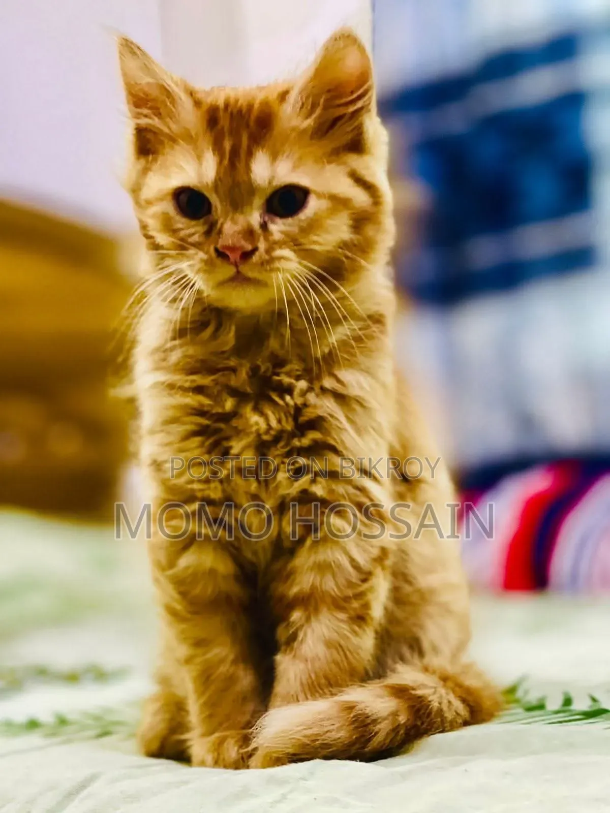 1-3 Months Female Purebred Persian