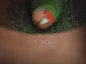 এক জোরা রানিং ডিম বাচ্চা করা এখন ডিমে আছে
