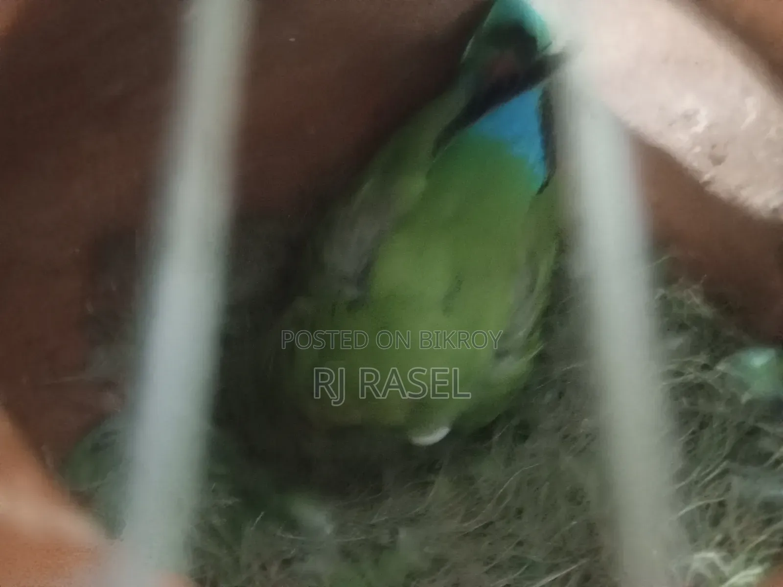 এক জোরা রানিং ডিম বাচ্চা করা এখন ডিমে আছে