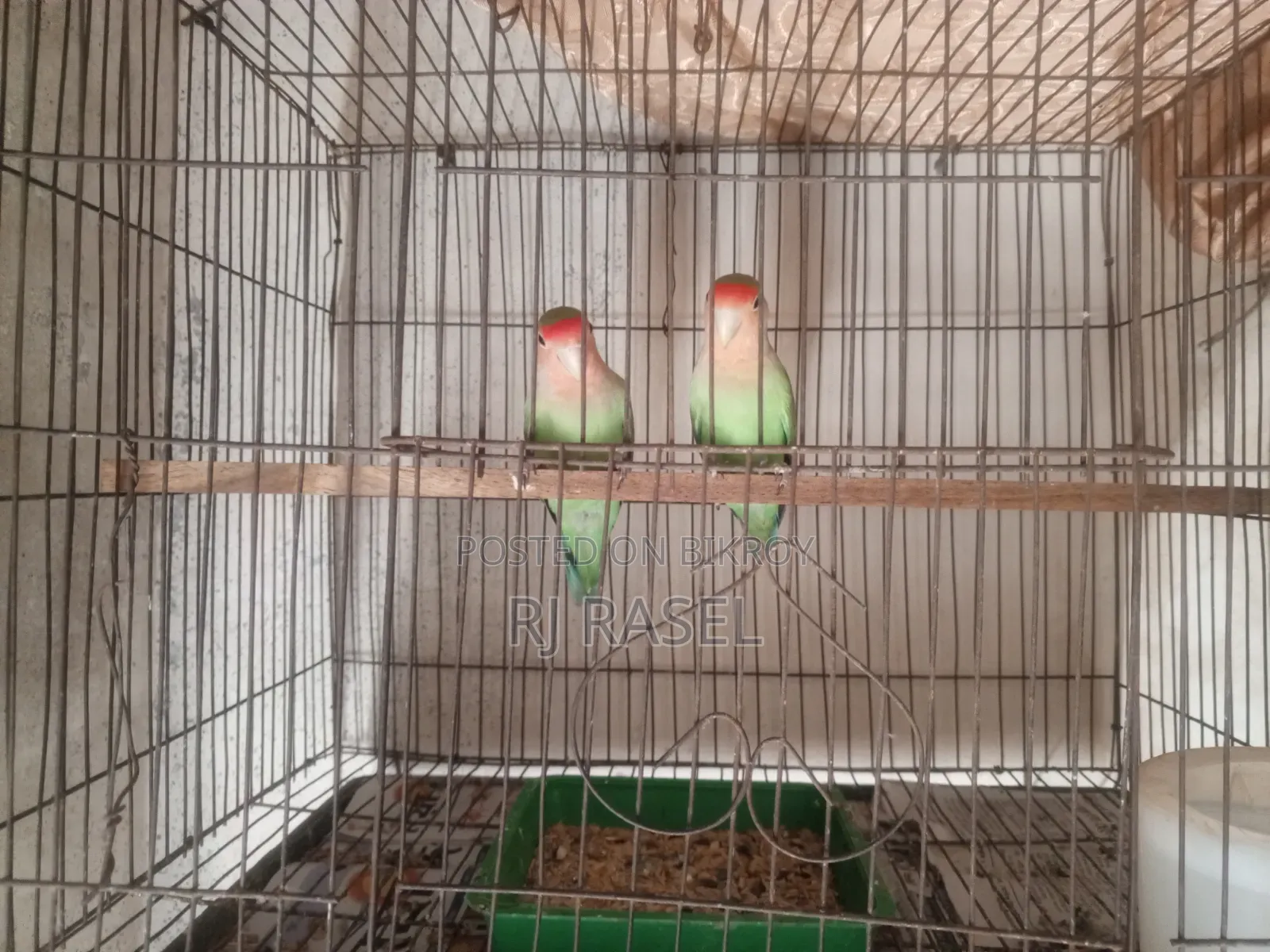 এক জোরা রানিং ডিম বাচ্চা করা এখন ডিমে আছে