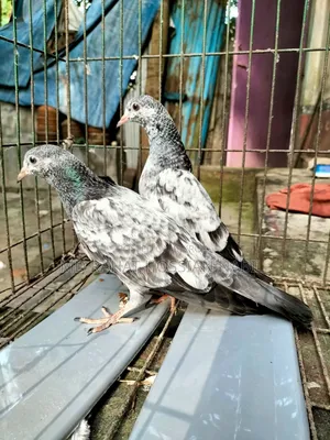 Pakistani High Flyer