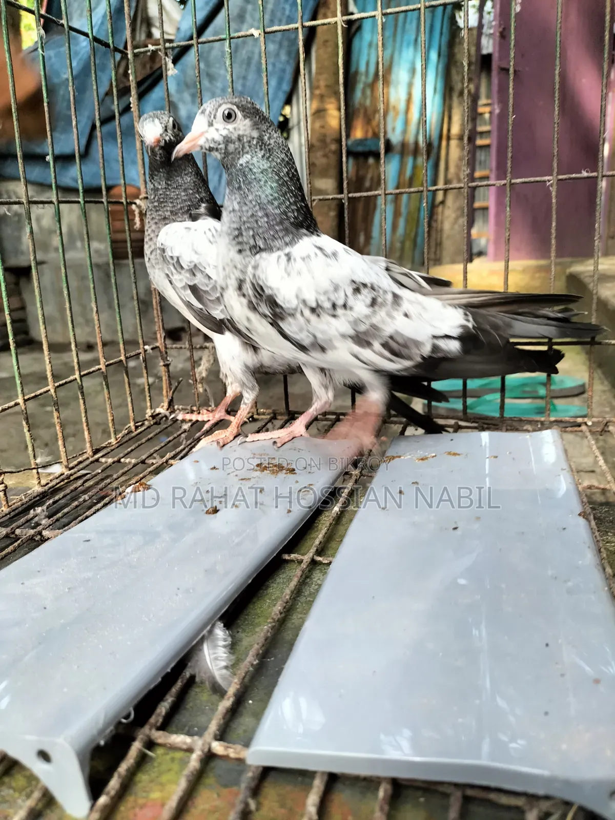 Pakistani High Flyer