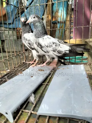 Pakistani High Flyer
