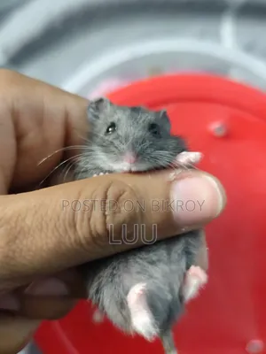 Russian Dwarf Hamster Pair 5 Weeks Old