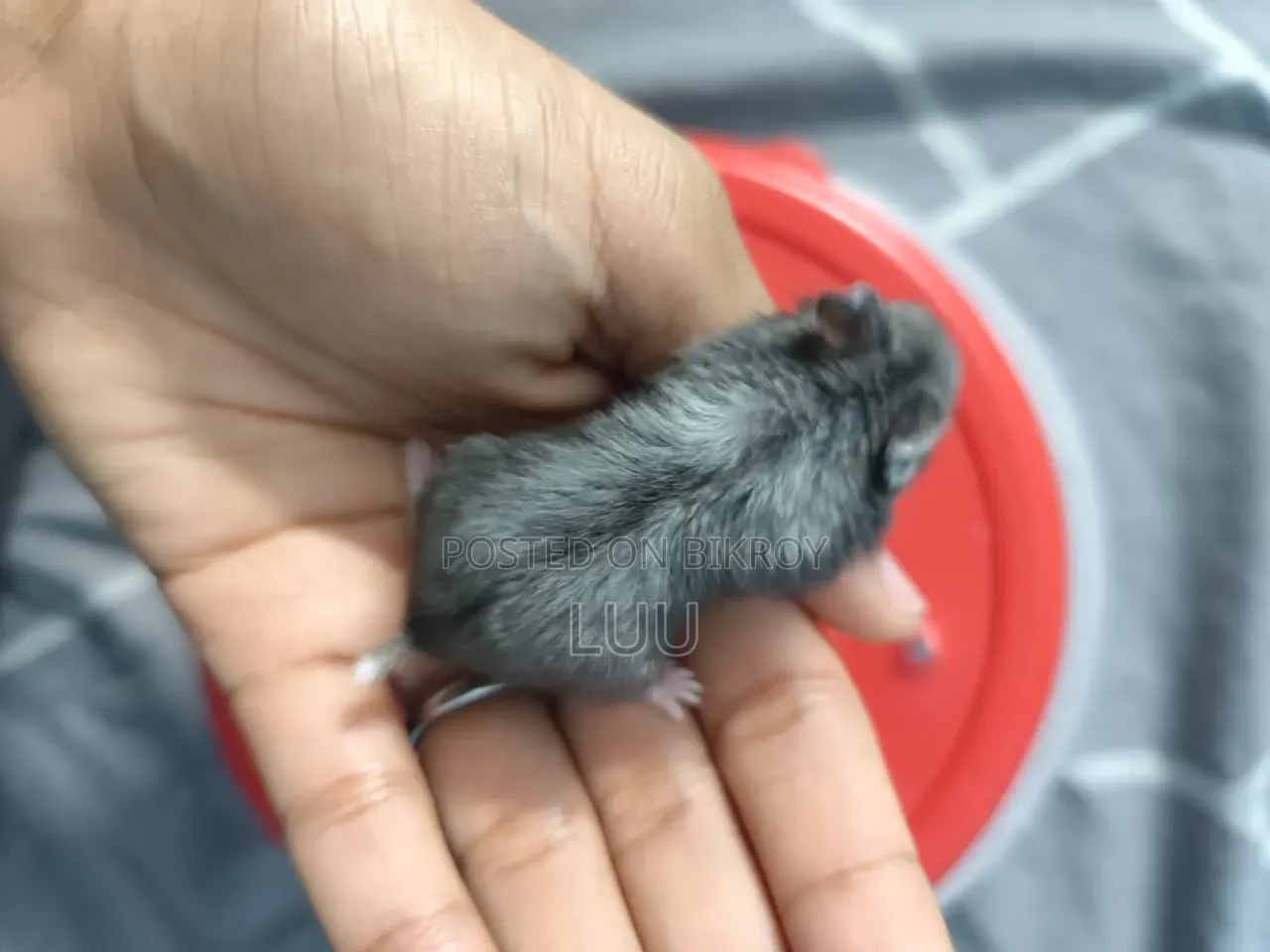 Russian Dwarf Hamster Pair 5 Weeks Old