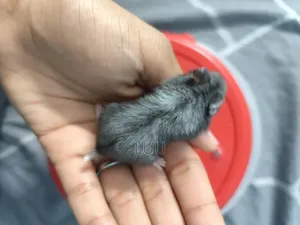 Russian Dwarf Hamster Pair 5 Weeks Old